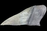 Partial Fossil Megalodon Tooth - Serrated Blade #84253-1